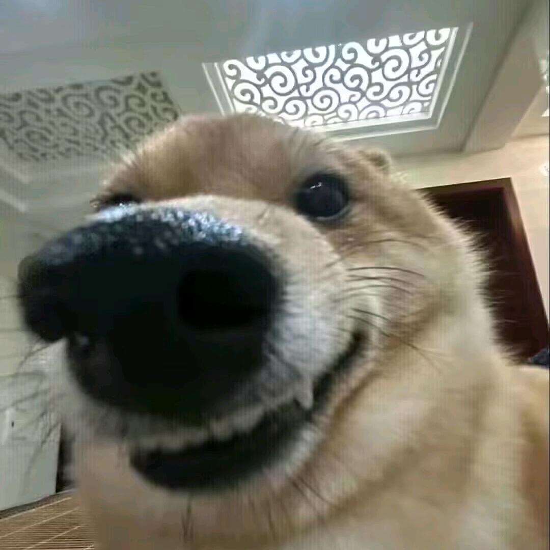 汪汪🐶