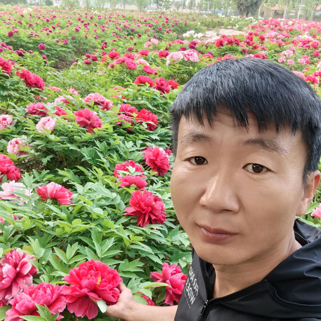 菏泽睿哲牡丹