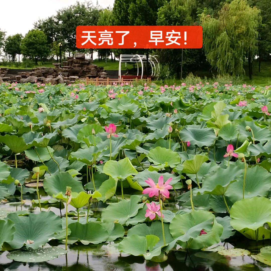 小甜1
