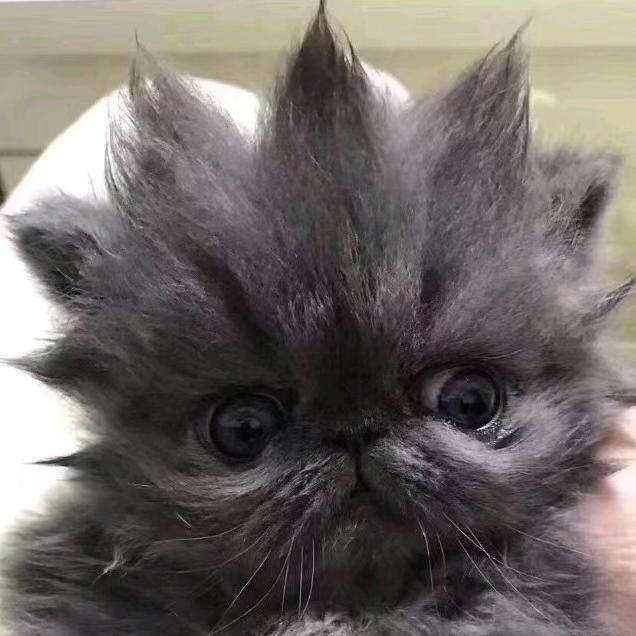 小黑不黑