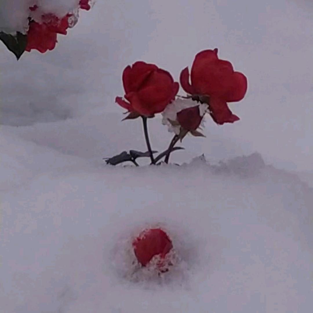 南部蜀北装饰曹姐