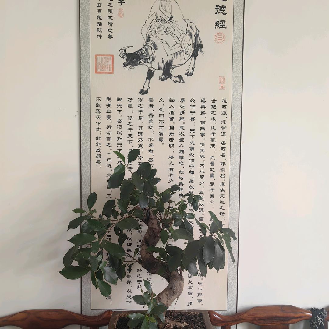 中医中药调理养生扶阳提气