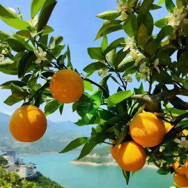 🌞大自然的味道