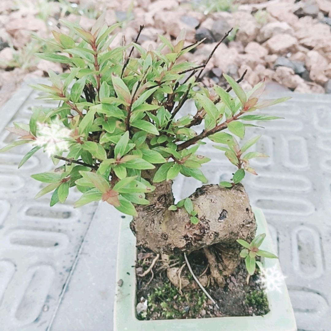卢姐绿植