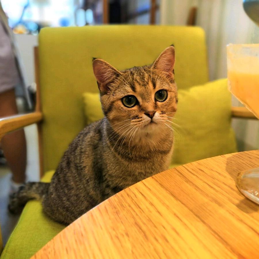 酒馆里的猫