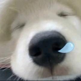 柯柯