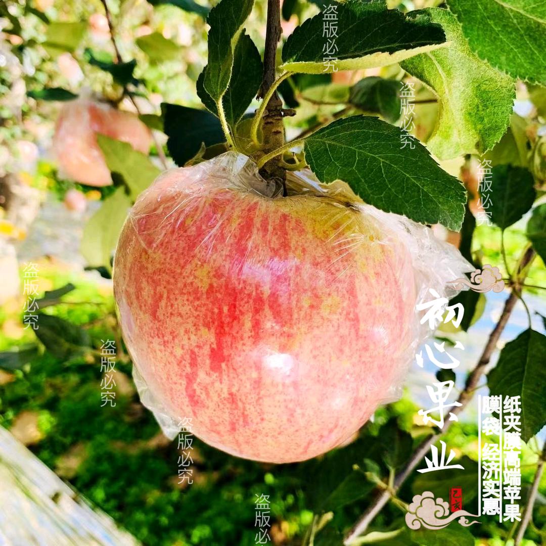 初心果业部