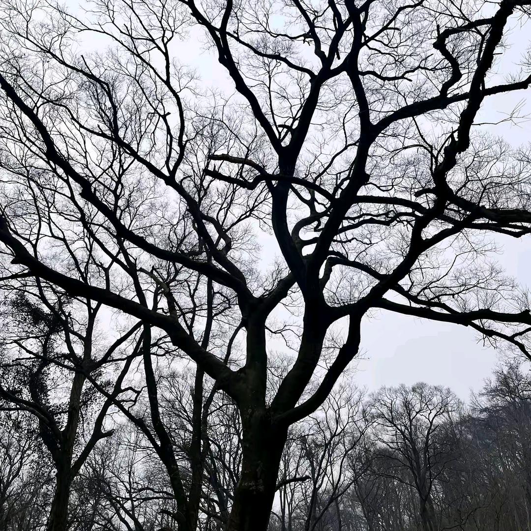 破茧成蝶