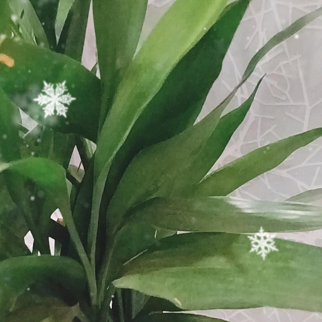 燕子爱好