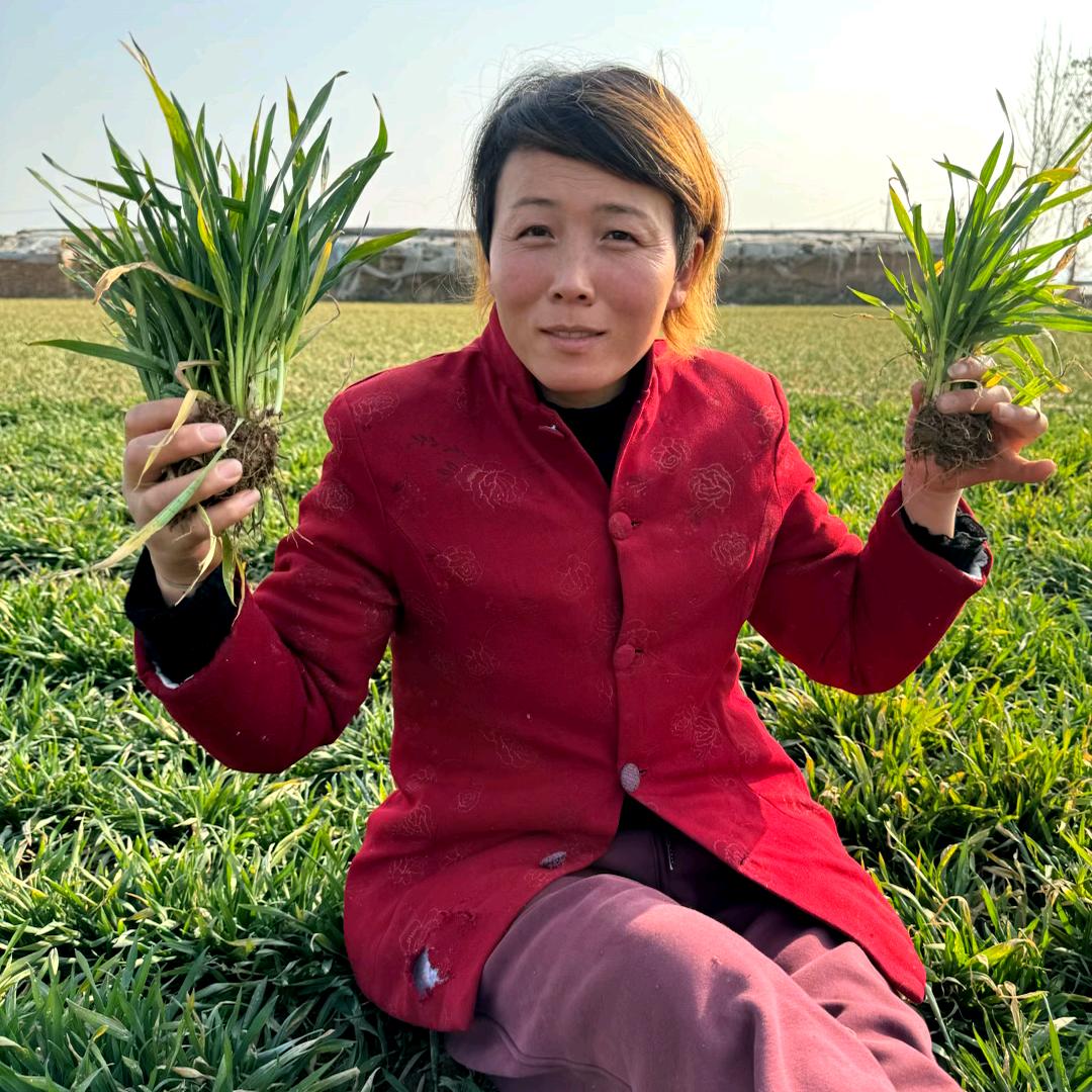 依依麻麻小号