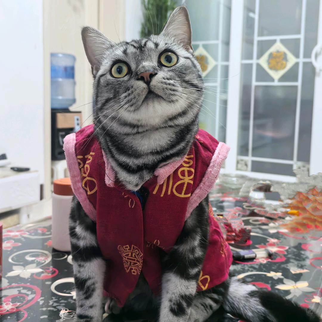 黄金万两🕊