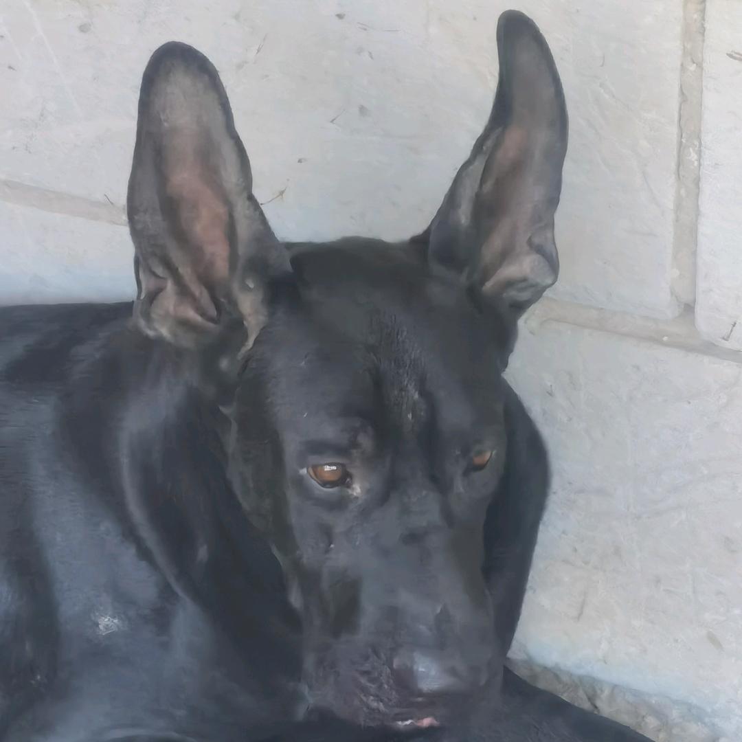永清佰铮黑狼犬业