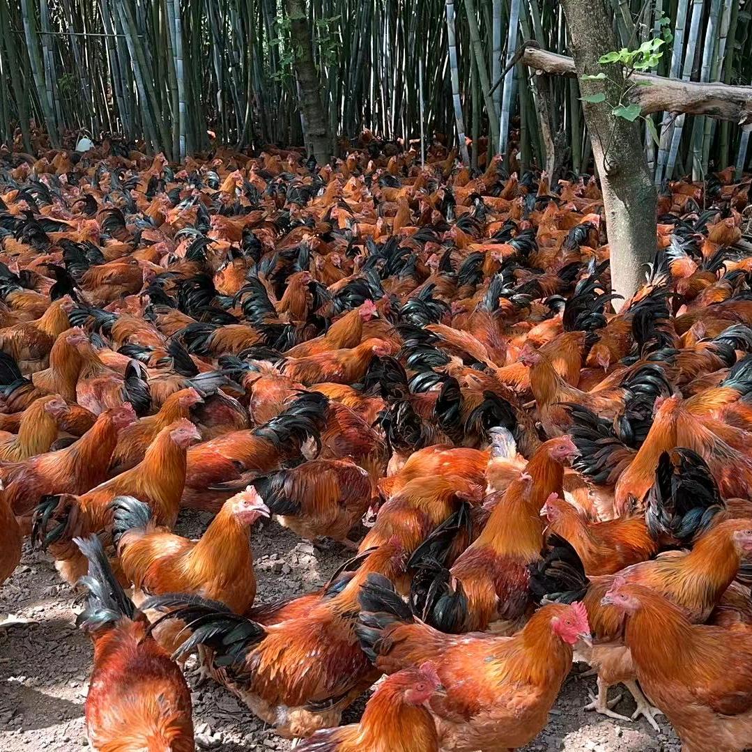 养鸡的媚媚