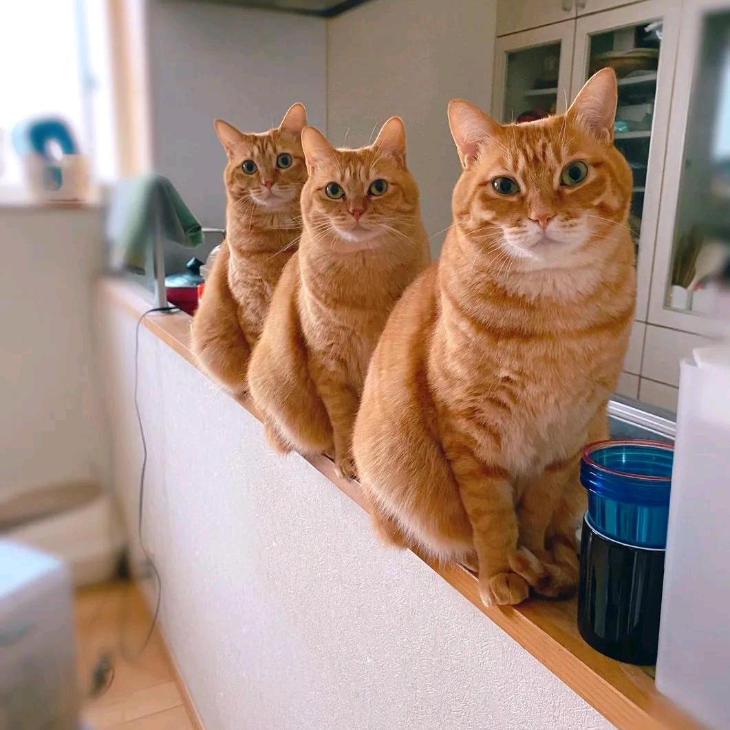 三只猫Ai智能体定制七