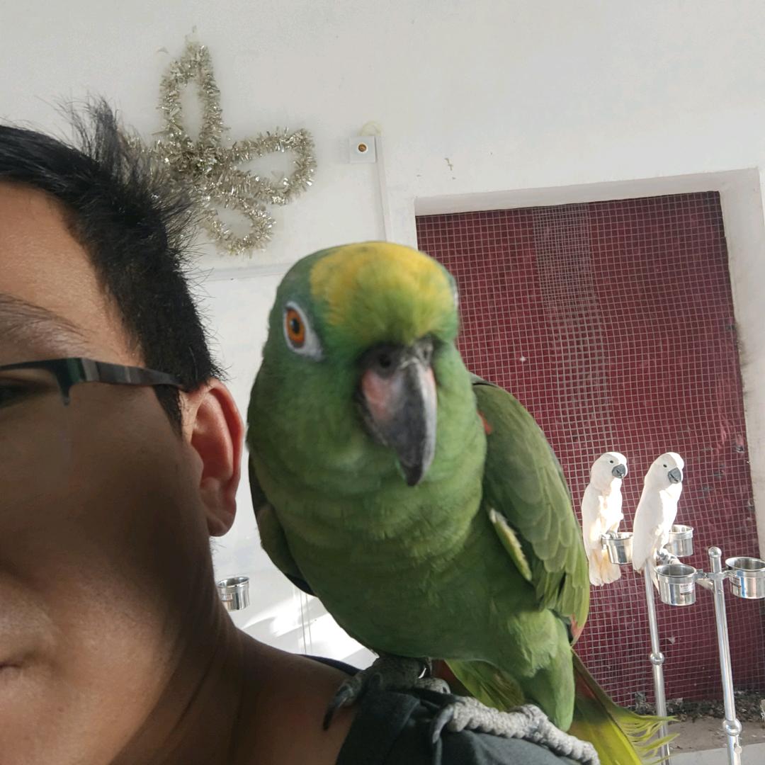 小马哥鹦鹉驯养