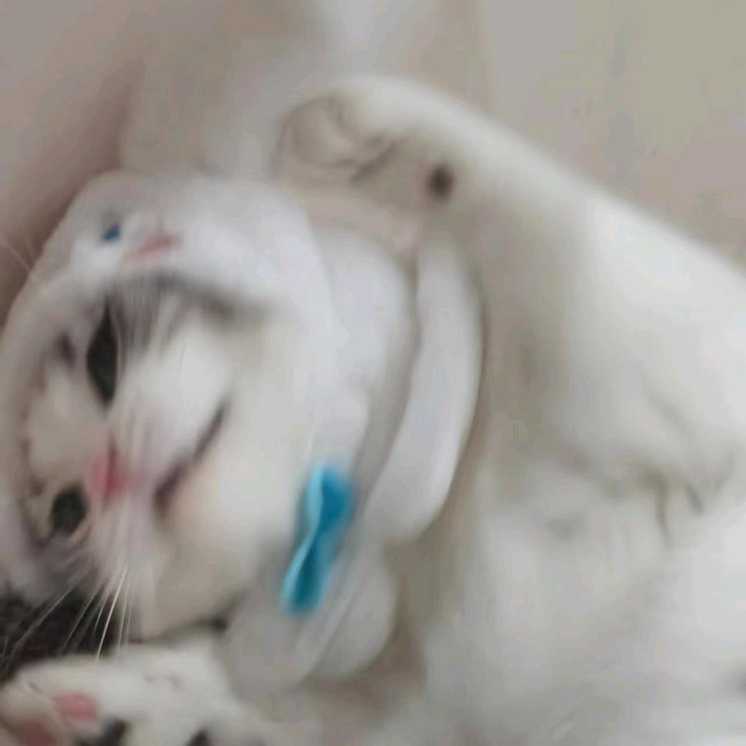 初八和桃桃