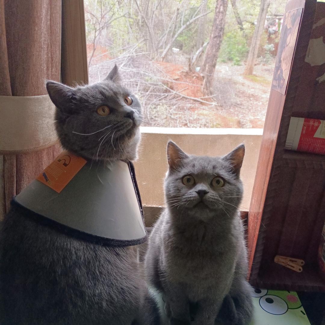 😼冒得灵魂的喵🐴✨