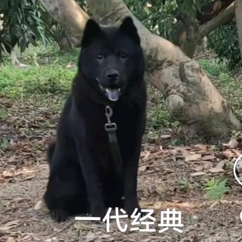 潮汕老式土狗