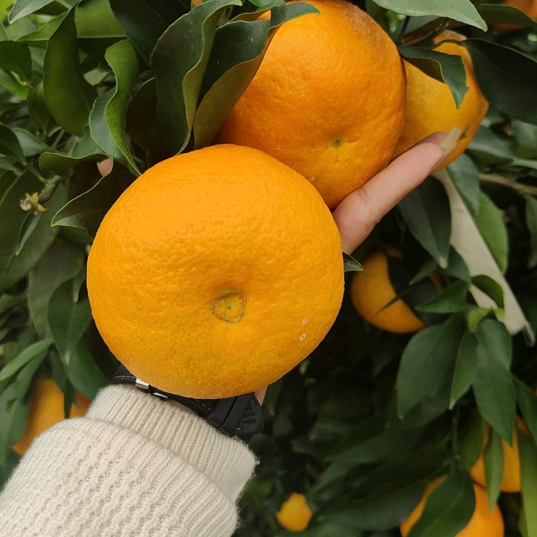 四季鲜柑橘供应链🍊🍊
