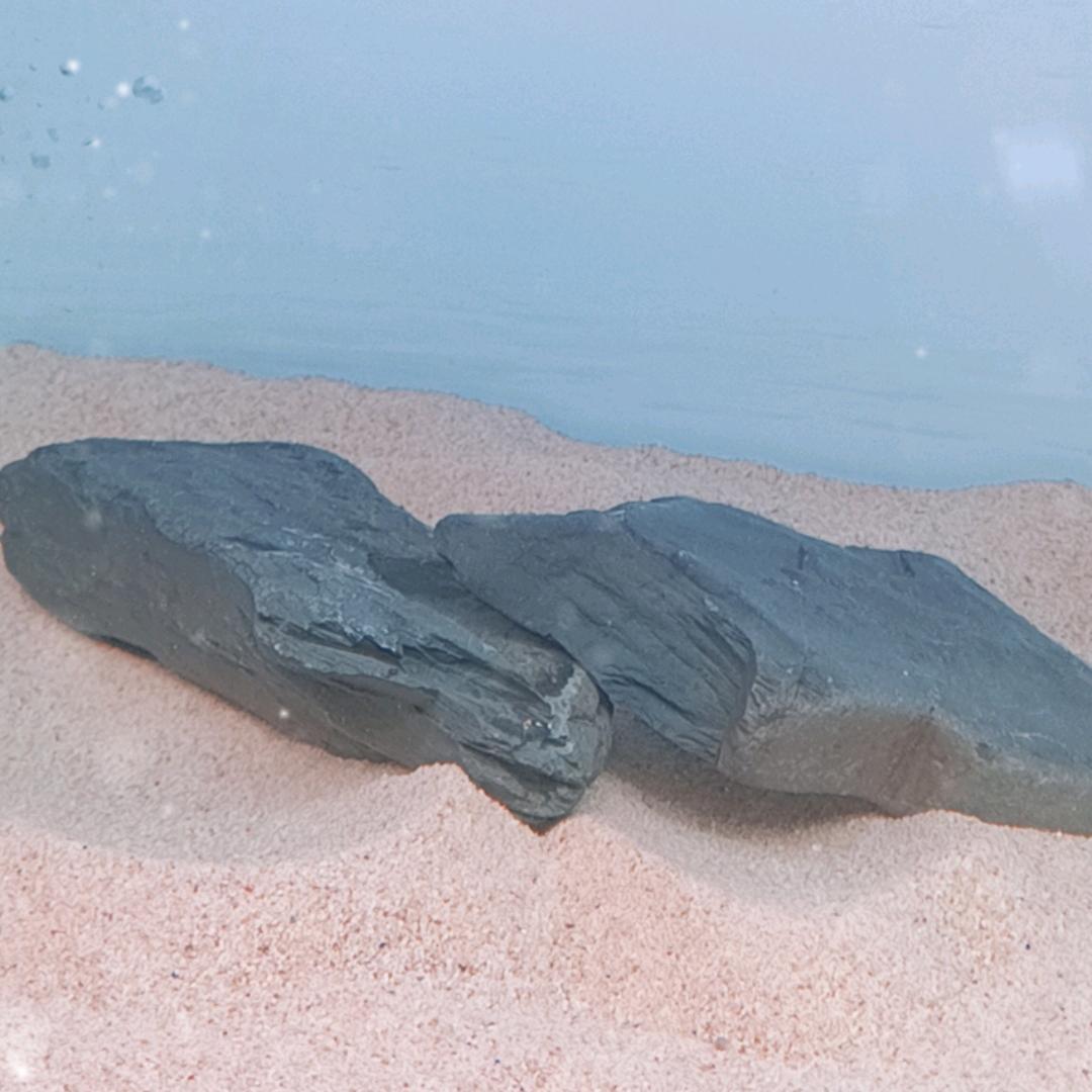 天津汽水水族
