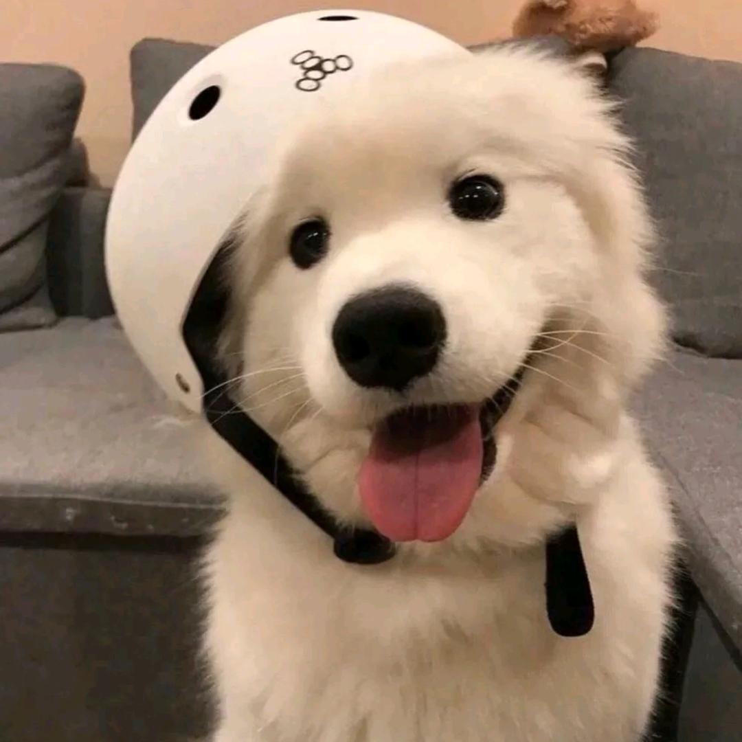 小安萌宠解说