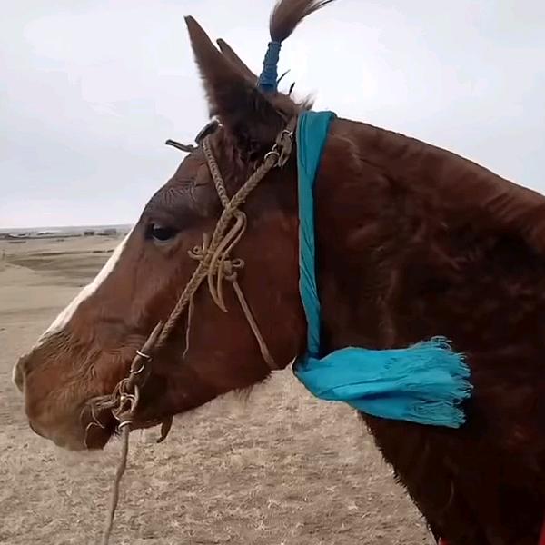 斯仁达喜