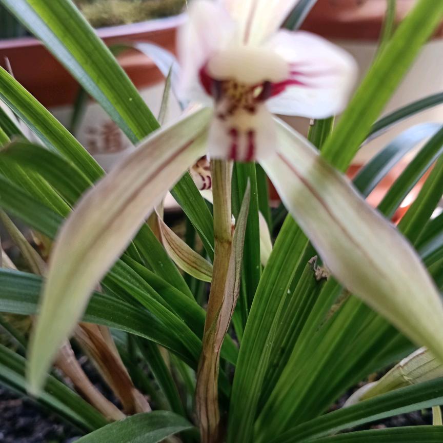 🐲花好月圆
