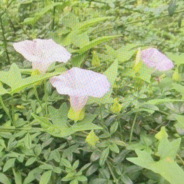 农友小赛