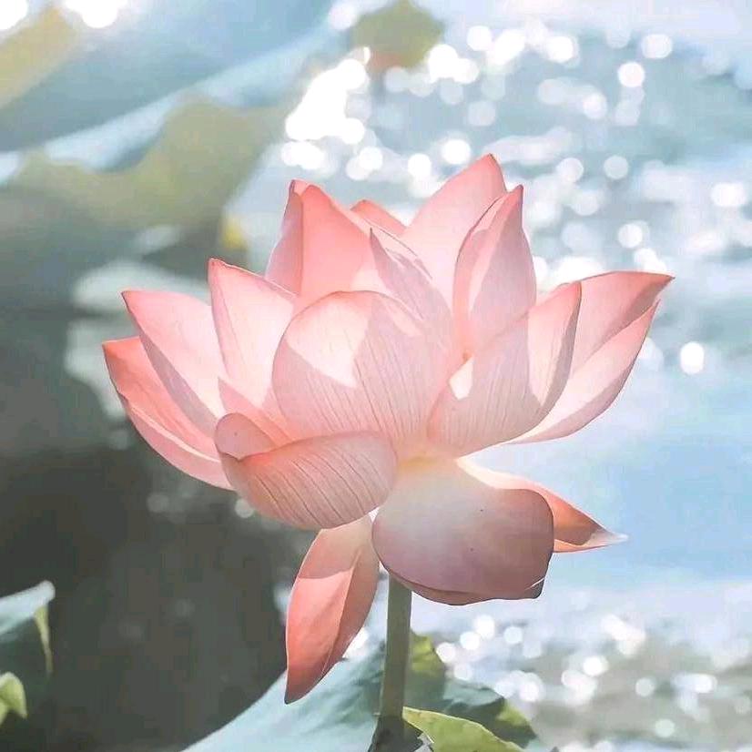 🌻花开富贵🌈🌻