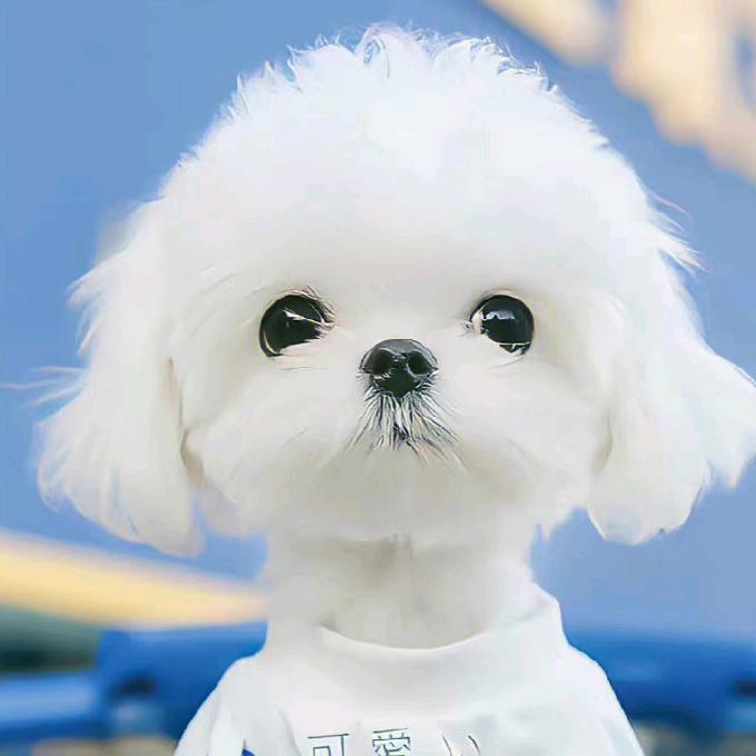 毛毛虫