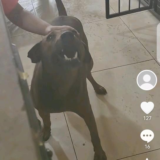 猎犬别动队