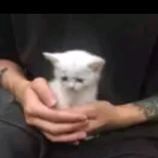小助手