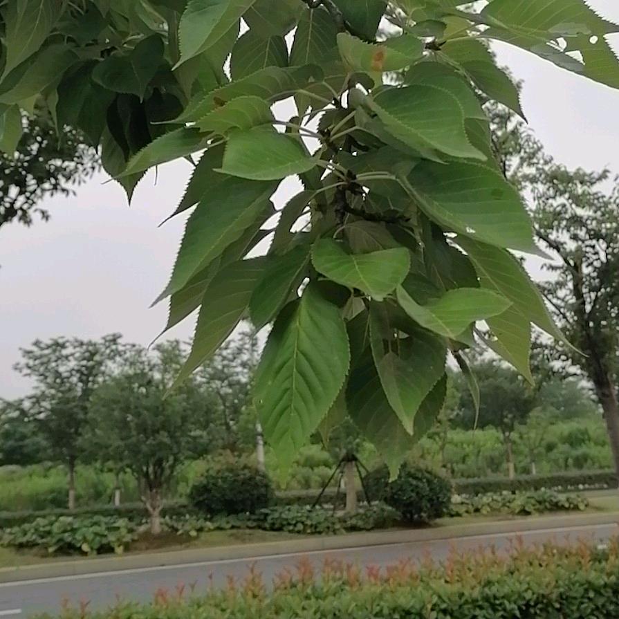 李江