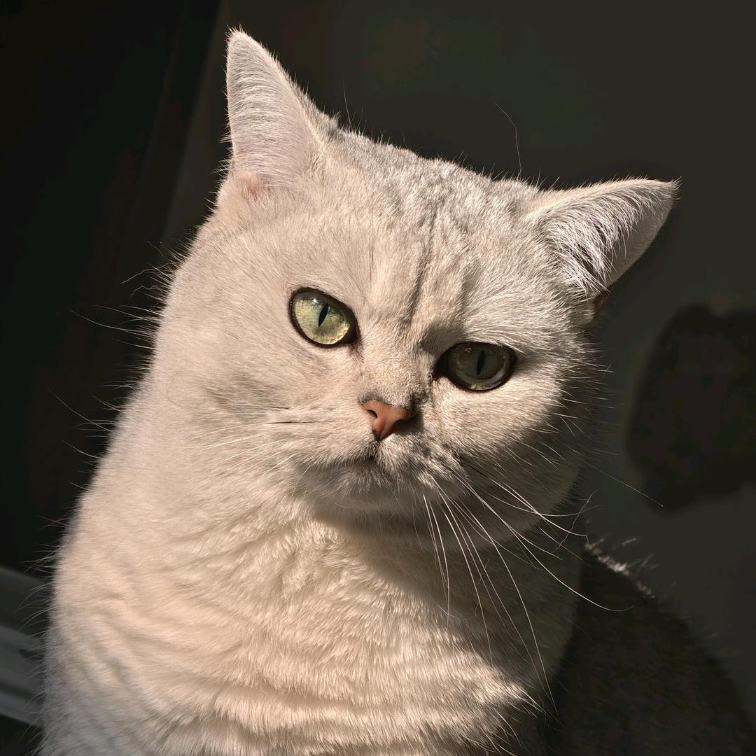 🍊不是猪咪