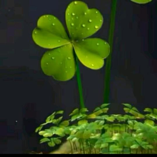 香香🍀