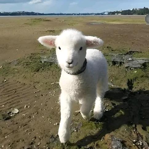 liberal🐑
