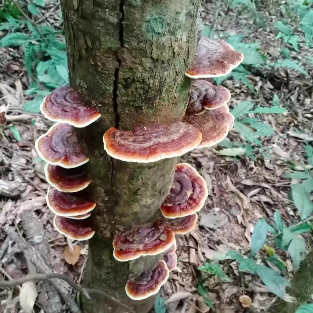 大山深处有农家