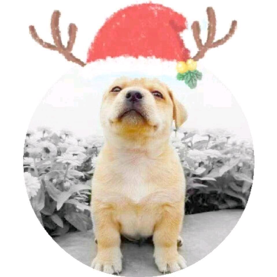 一个保险人-梁衡哲