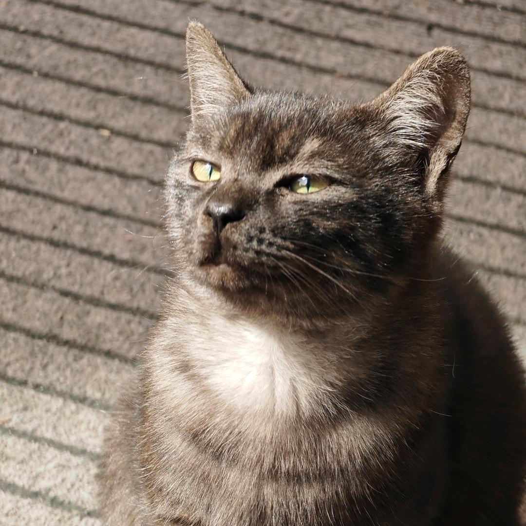 猪也造次