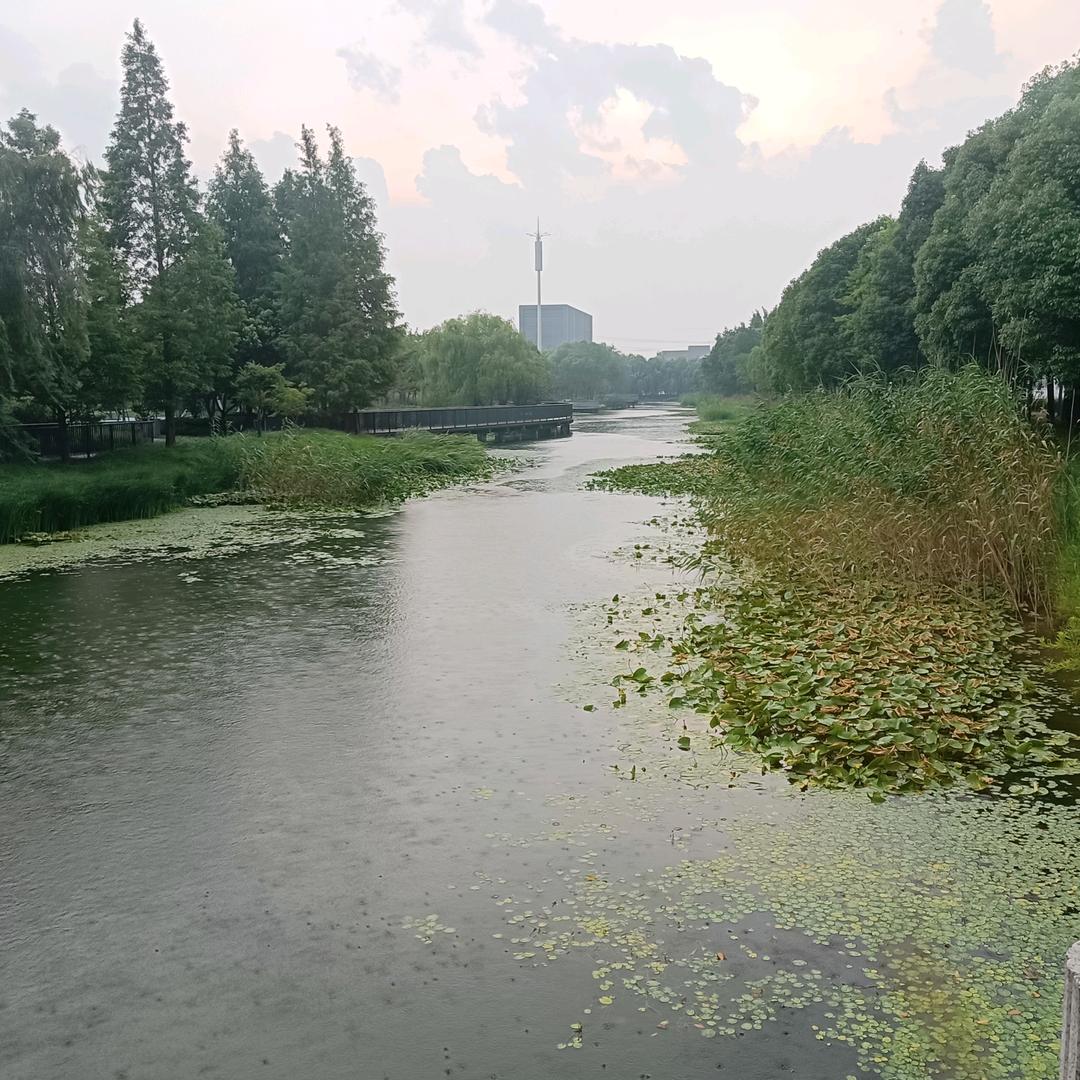 撒在土壤的种子
