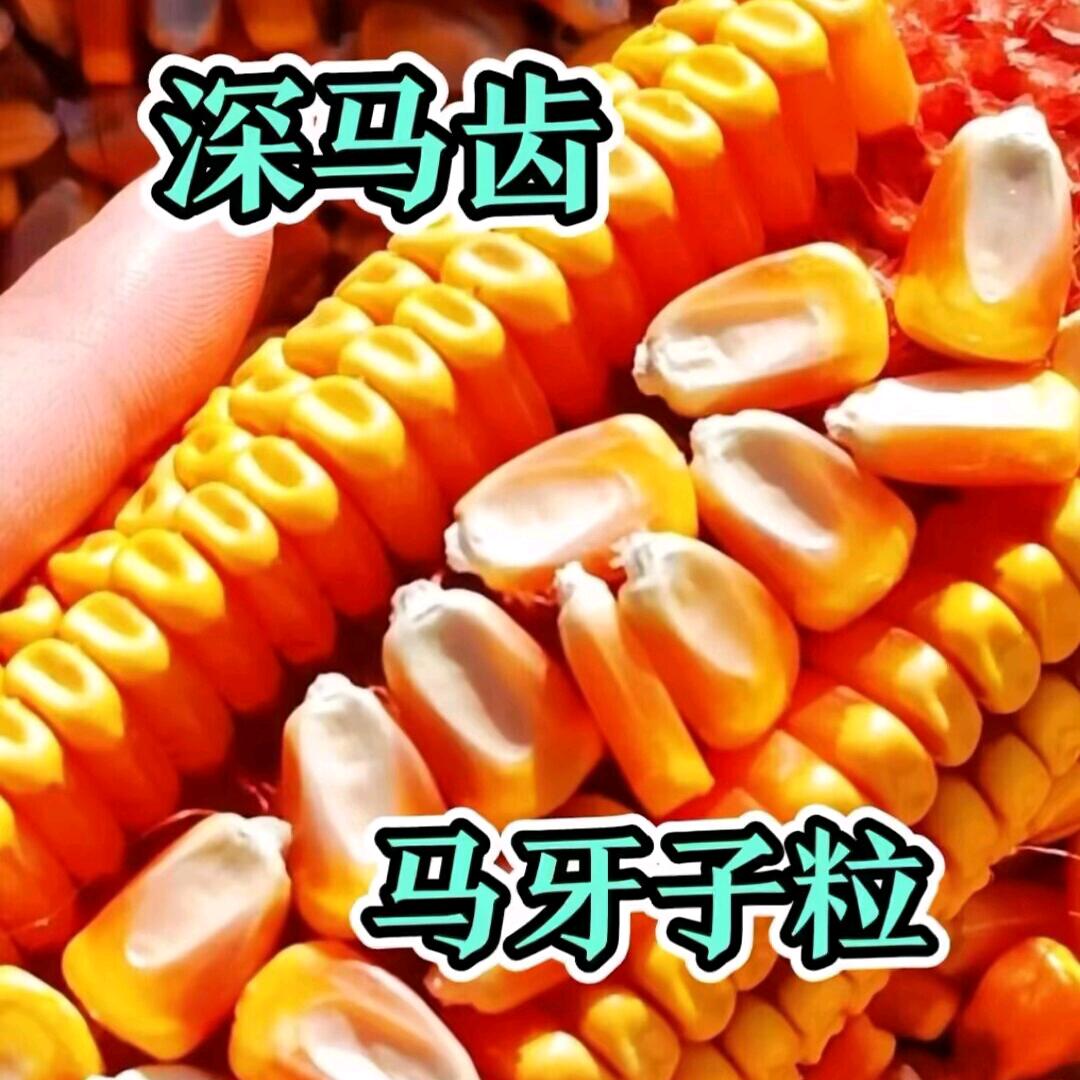紫杆玉米种子