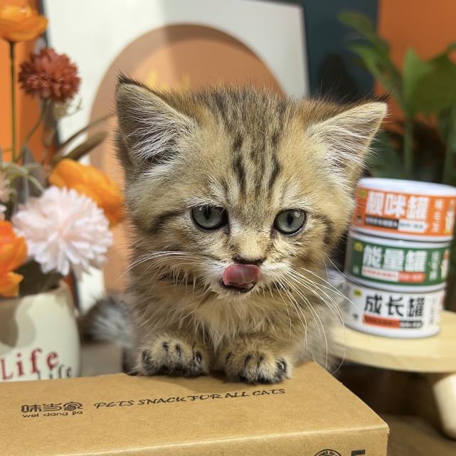 花花是只猫