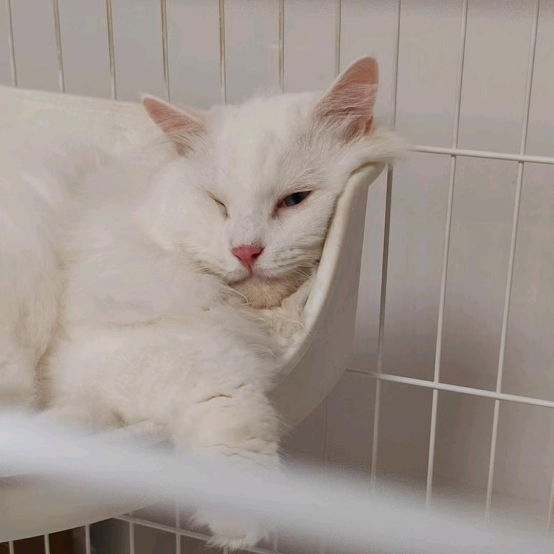 裕顺芯推广二号