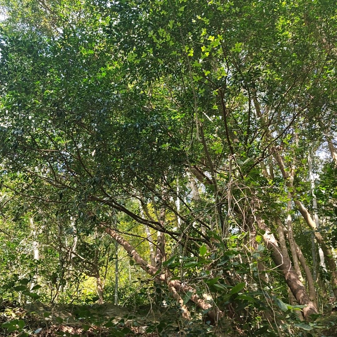 福运欣盈芷