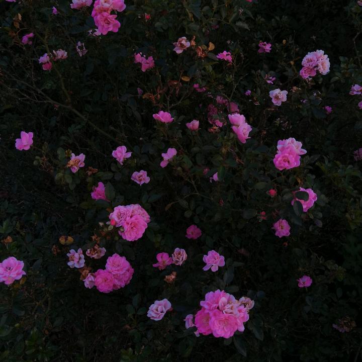 景枝花卉