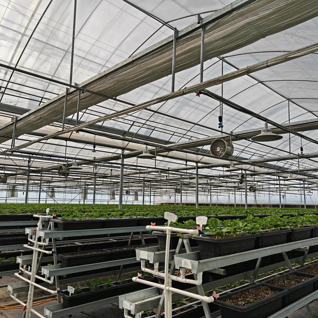 ‘’帮帮您”帮您种草莓