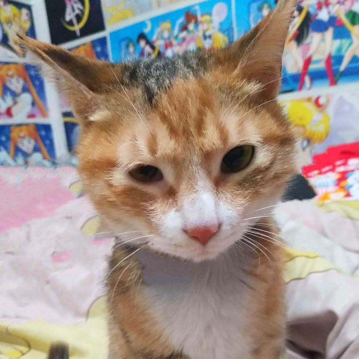 哆啦A梦1993210