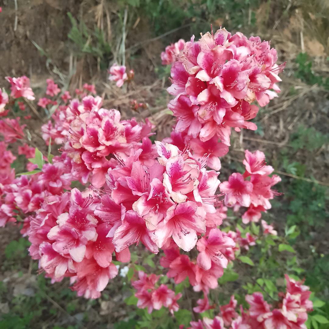 抢鲜一步