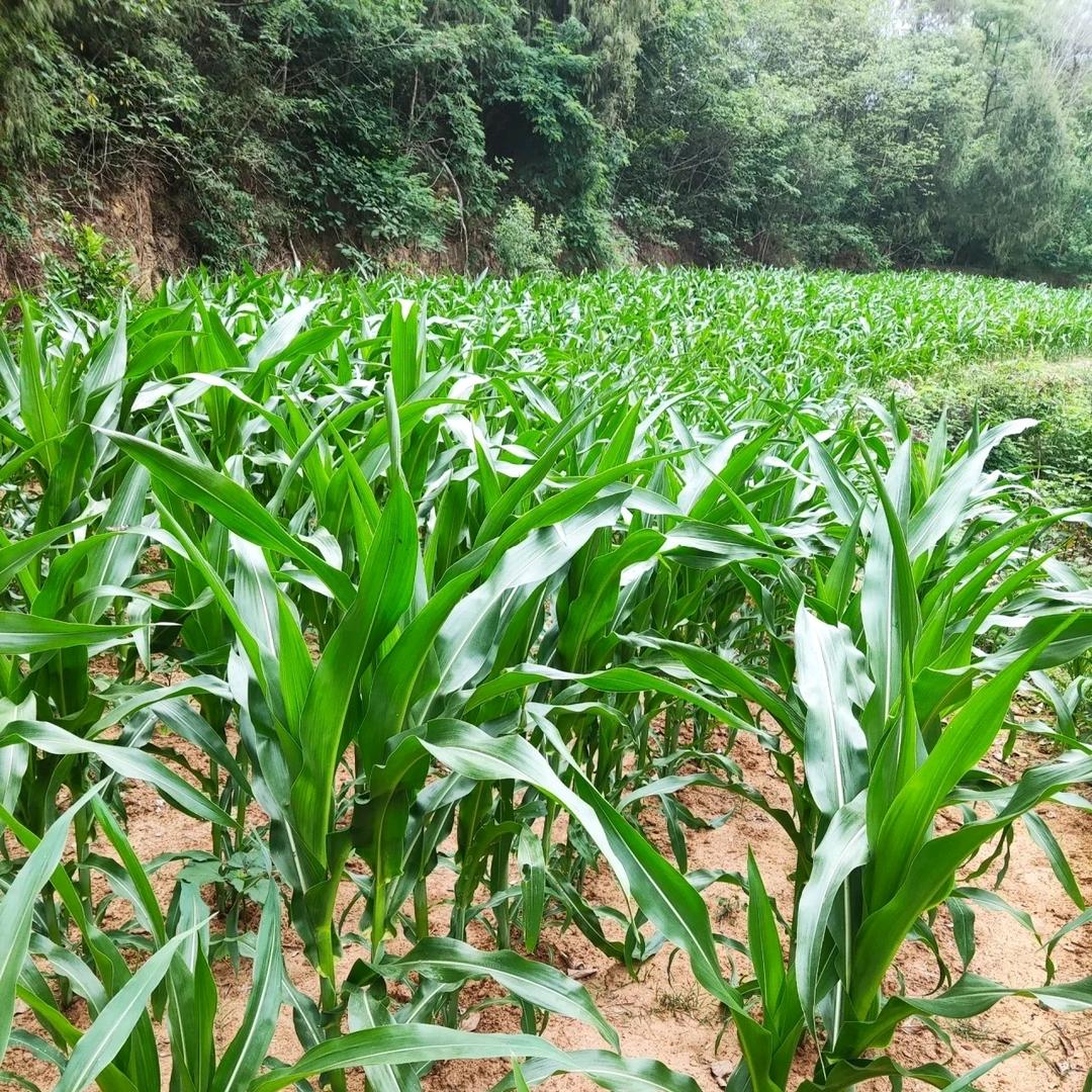 高姐农业