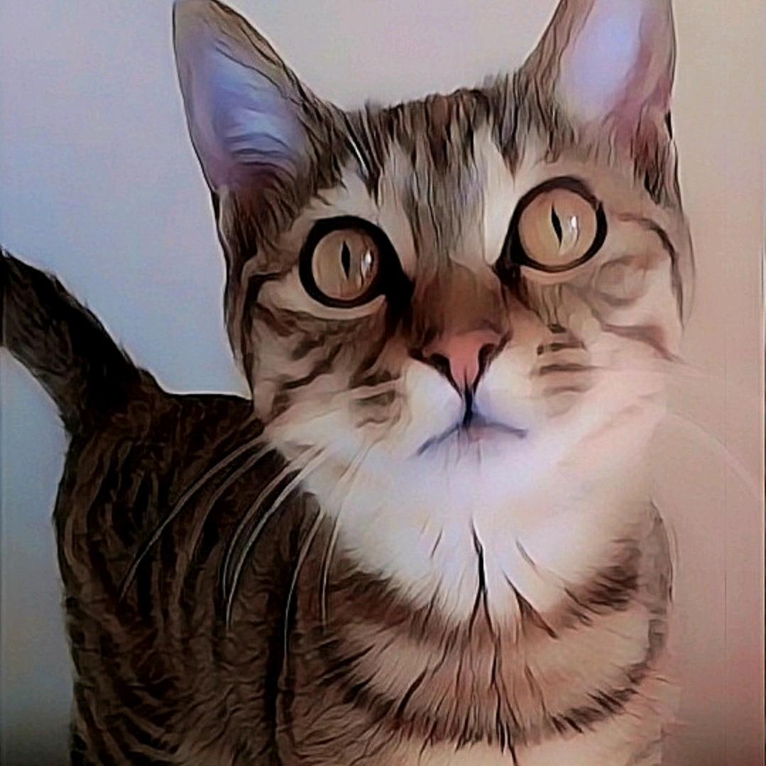 米花是只猫「✨」